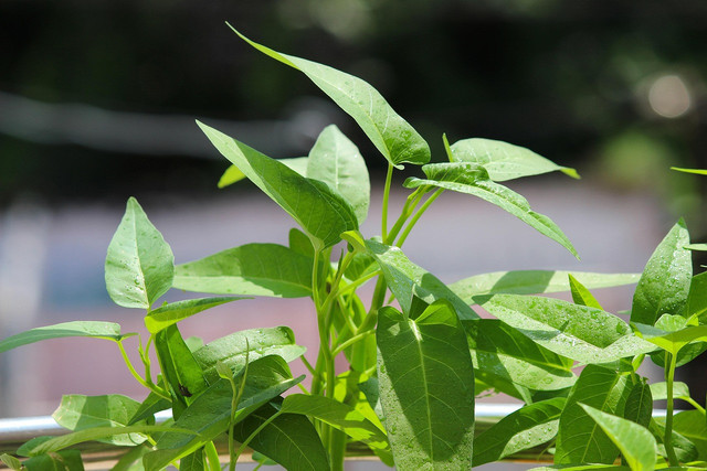 Ilustrasi tanaman kangkung air. Foto: Pixabay