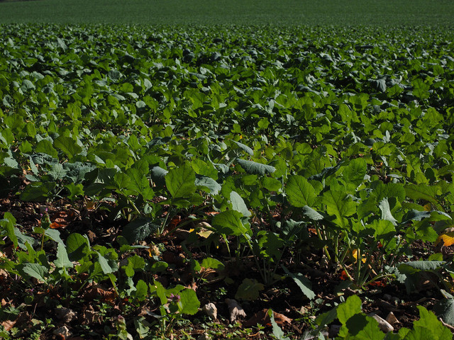 Ilustrasi tanaman sawi pahit. Foto: Pixabay