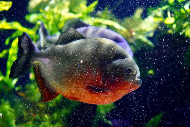 Ilustrasi ciri-ciri ikan terinfeksi virus. Foto: Pexels