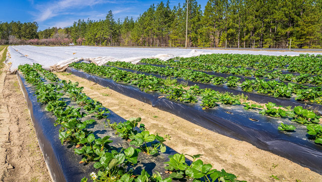 Ilustrasi penggunaan mulsa dalam budi daya tanaman hortikultura. Foto: Pixabay