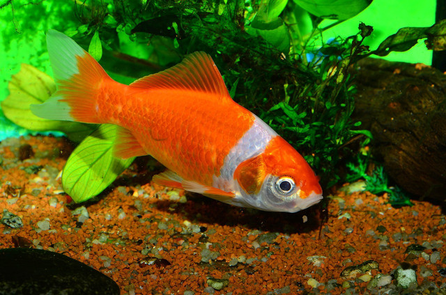 Ilustrasi perubahan warna pada ikan. Foto: Pixabay