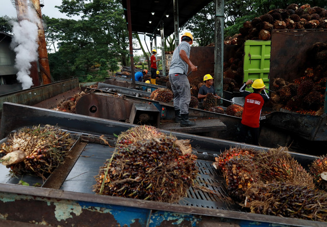 Sejumlah pekerja membongkar Tandan Buah Segar (TBS) kelapa sawit dari atas mobil sebelum dimasak di salah satu pabrik minyak kelapa sawit milik PT.Astra Agro Lestari Tbk di Kabupaten Mamuju Tengah, Sulawesi Barat, Jumat (13/2/2026). Foto: Akbar Tado/ANTARA FOTO