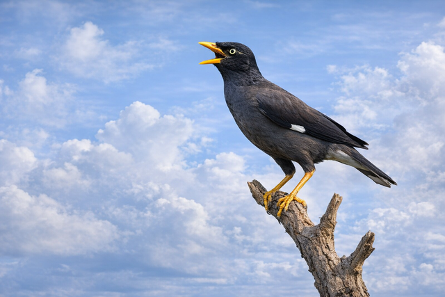 Jalak kerbau termasuk spesies dengan kemampuan adaptasi vokal tinggi. Foto: ChatGPT Image.
