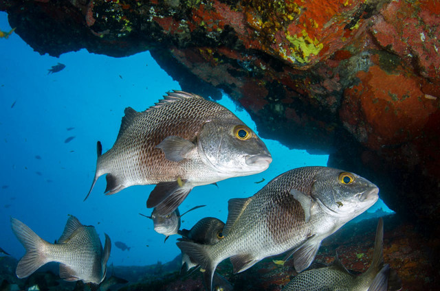 Ilustrasi ikan kakap putih. Foto: Pexels