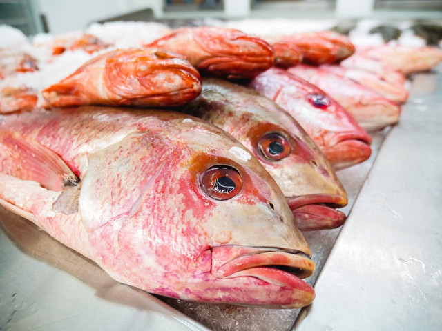 Ilustrasi cara budi daya ikan kakap merah. Foto: Pexels