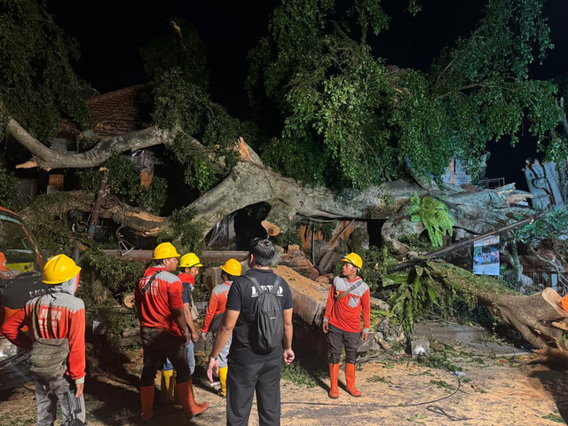 Pohon beringin di Gianyar tumbang. Dok: BPBD Gianyar