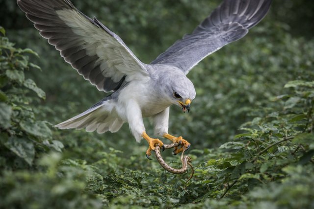 Keunikan elang alap kelabu membuatnya menjadi salah satu spesies paling menarik di kawasan Wallacea. Foto: ChatGPT