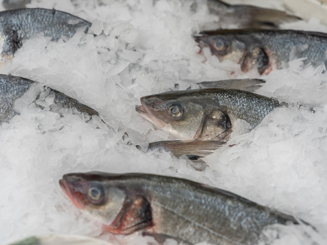 Ilustrasi metode pembekuan ikan. Foto: Pexels