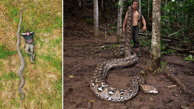 Seekor ular piton betina raksasa jenis sanca kembang dengan panjang 7,22 meter, cetak Guinness World Records sebagai ular liar terpanjang di dunia. Foto: Guinness World Records (GWR)