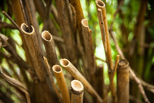 Batang aur yang telah dipotong, siap dijadikan alat bermain badie balantak. Sumber foto: pixabay.com