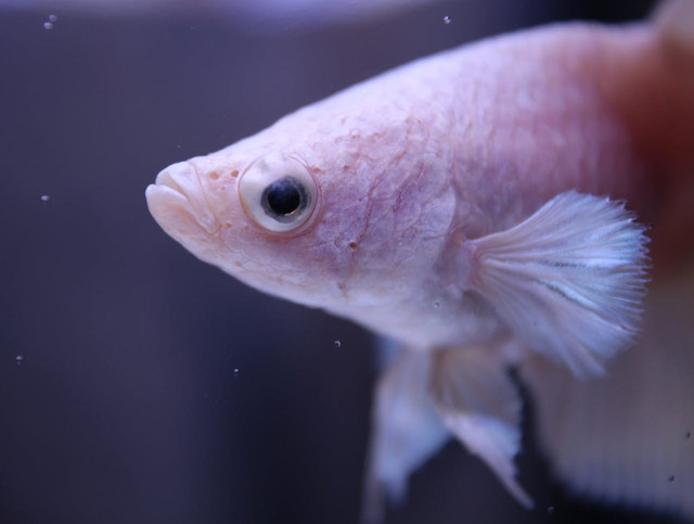 Gejala Ichthyophthirius multifiliis (Ich) pada ikan. Foto: Pexels