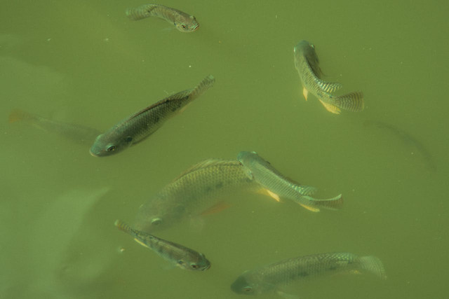Ilustrasi Aeromonas hydrophila pada ikan. Foto: Pexels