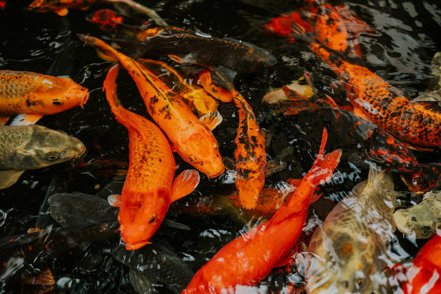 Ilustrasi cara budi daya ikan koi. Foto: Pexels