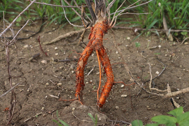 Ilustrasi akar kuning. Foto: Pixabay