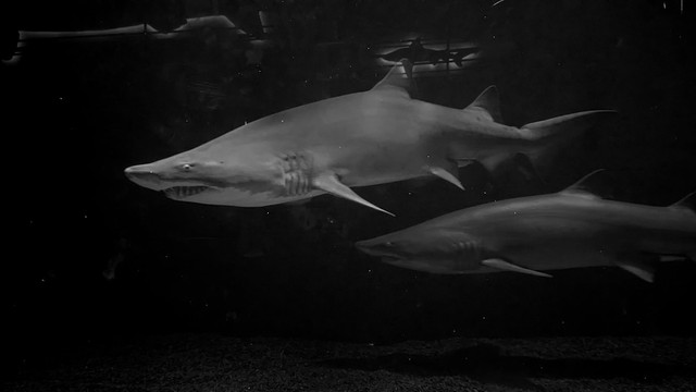 ilustrasi ciri ciri hewan vertebrata. Unsplash/jwknopf