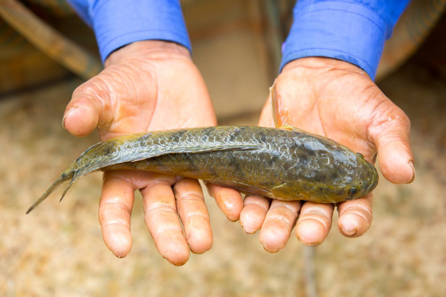 Ilustrasi budi daya ikan gabus. Foto: Pexels