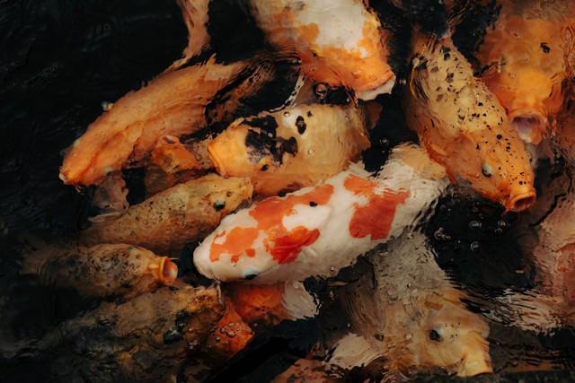 Ilustrasi hibridisasi ikan. Foto: Pexels