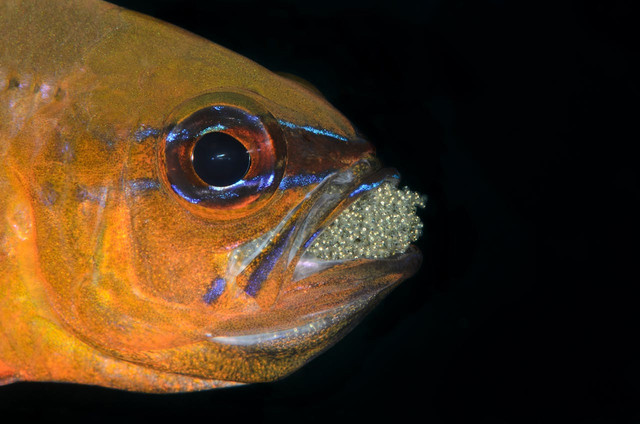 Ilustrasi fekunditas pada ikan. Foto: Pexels