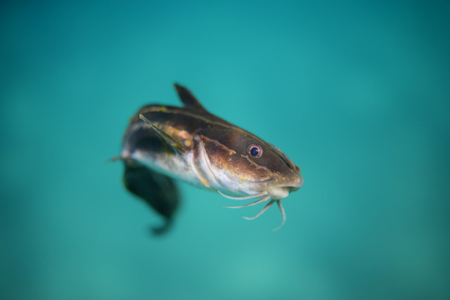 Ilustrasi ciri-ciri ikan lele terkena Aeromonas. Foto: Unsplash