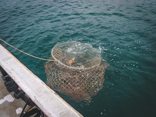 Bycatch: Pengertian, Hubungan dengan Overfishing, & Dampak pada Laut ...