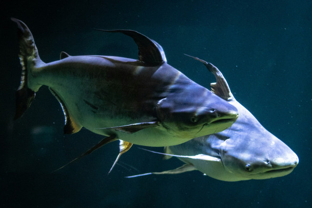 Ilustrasi teknik pembenihan ikan patin. Foto: Unsplash