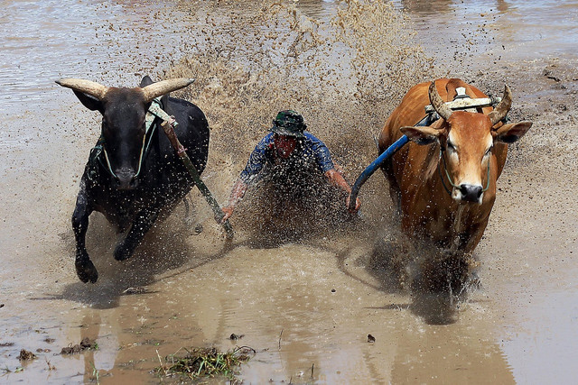 Ilustrasi Tradisi Pacu Jawi. Foto: Pixabay.