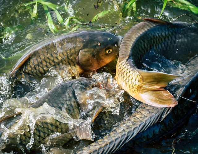 Ilustrasi langkah pembenihan ikan mas. Foto: Pexels