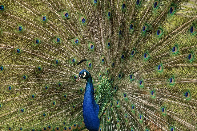 Burung merak yang menjadi inspirasi dalam permainan merak-merak sintir dari Jakarta. Sumber foto: pixabay.com