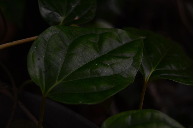 Ilustrasi daun tanaman sirih. Foto: Pixabay