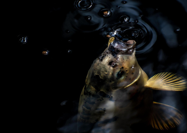 Ilustrasi perubahan perilaku ikan. Foto: Pixabay