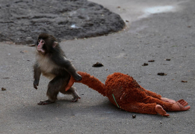 Seekor bayi monyet makaka Jepang bernama Punch menyeret boneka orangutan di Kebun Binatang Kota Ichikawa, di Ichikawa, Prefektur Chiba, Jepang, Kamis (19/2/2026). Foto: Kim Kyung-Hoon/REUTERS