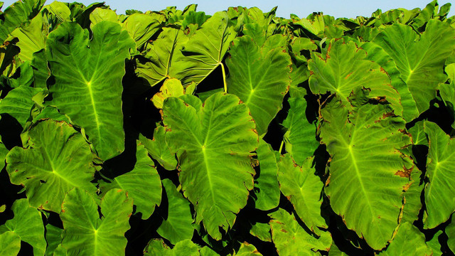 Ilustrasi daun tanaman talas beneng. Foto: Pixabay