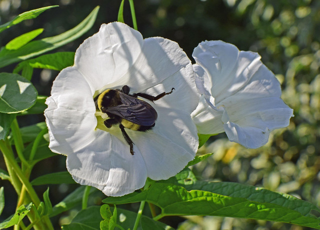 Ilustrasi tanaman bidara upas. Foto: Pixabay