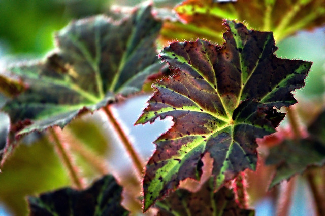 Ilustrasi daun tanaman begonia. Foto: Pixabay