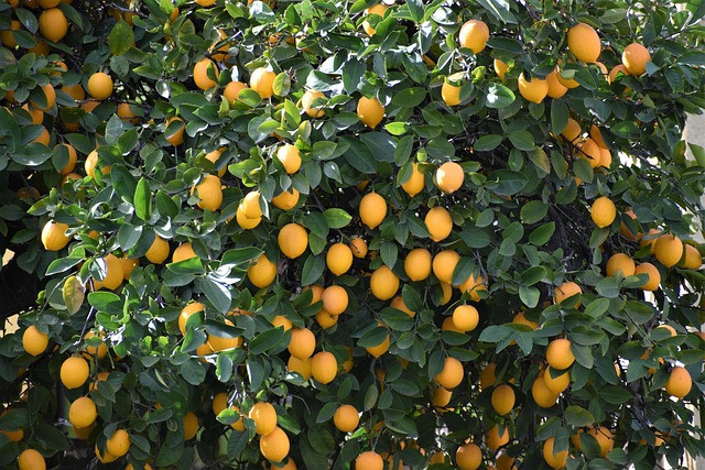 Ilustrasi tanaman buah lemon. Foto: Pixabay