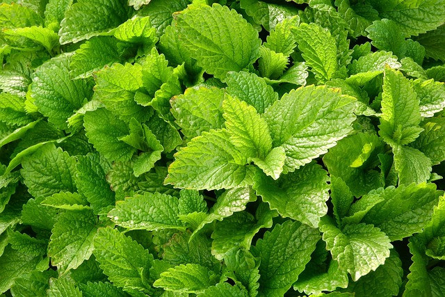 Ilustrasi daun tanaman lemon balm. Foto: Pixabay