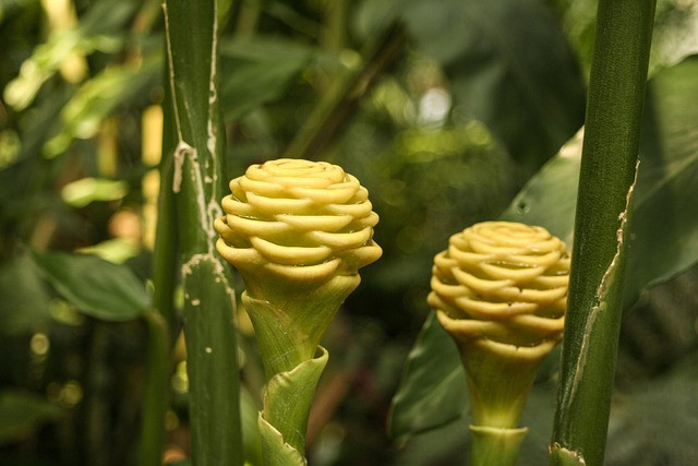 Ilustrasi tanaman lempuyang. Foto: Pixabay
