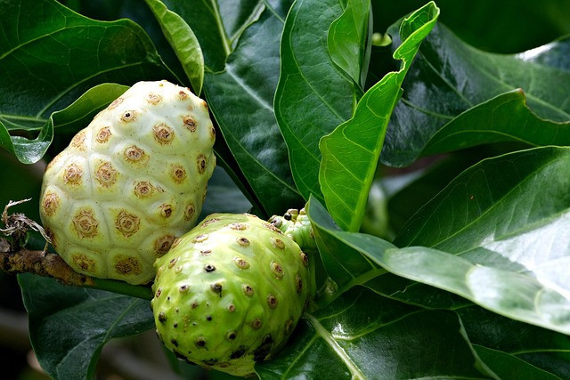 Ilustrasi buah tanaman mengkudu. Foto: Pixabay
