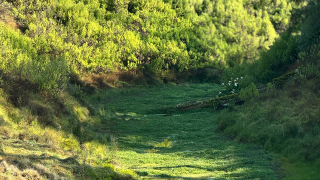 Foto pemandangan Kawasan Cagar Alam Sungai Kolbu di Gunung Argopuro saat pagi hari (Sumber: Dokumentasi Pribadi/Nandi)