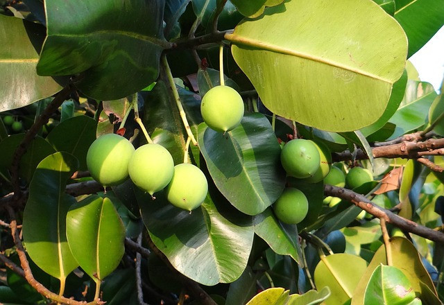 Ilustrasi tanaman nyamplung. Foto: Pixabay