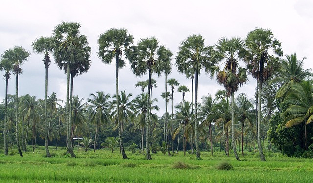 Ilustrasi pohon tanaman siwalan. Foto: Pixabay