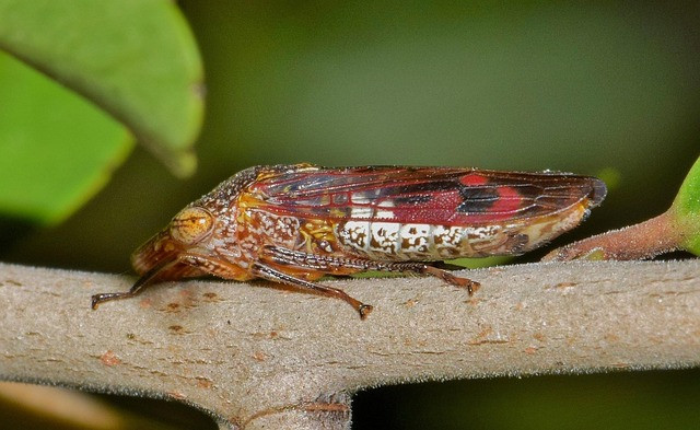 Ilustrasi hama wereng batang cokelat padi. Foto: Pixabay