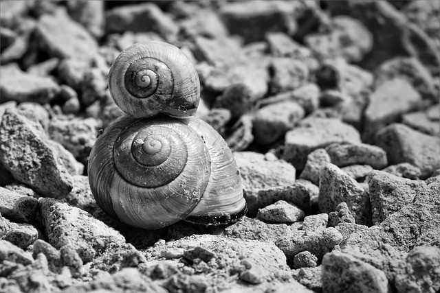 Cangkang siput atau disebut wenga sering digunakan dalam permainan tradisional di Maluku. Sumber foto: pixabay.com