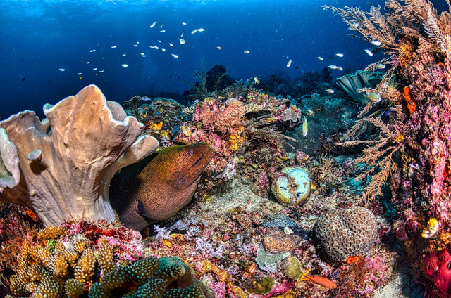 Ilustrasi jenis terumbu karang. Foto: Pexels