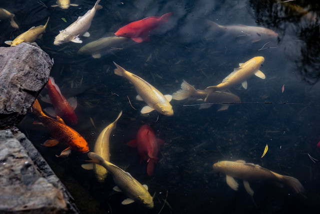 Ilustrasi pengaruh suhu air terhadap tingkah laku ikan. Foto: Pexels