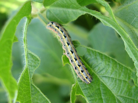 Ilustrasi ulat grayak Spodoptera frugiperda. Foto: Pixabay