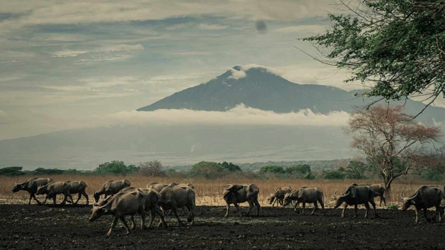 Ilustrasi Kabupaten Banyuwangi. Foto: Unsplash.