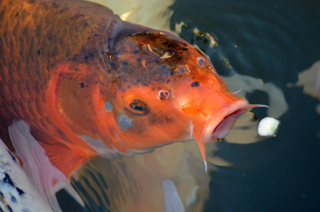 Ilustrasi probiotik kolam ikan. Foto: Pixabay