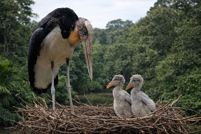 Bangau tongtong ditemukan di Sumatra, Jawa, Kalimantan, dan Bali. Foto: ChatGPT Image