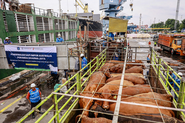Petugas memindahkan sapi impor dari Australia ke dalam truk di Pelabuhan Tanjung Priok, Jakarta, Senin (23/2/2026). Foto: Dhemas Reviyanto/ANTARA FOTO